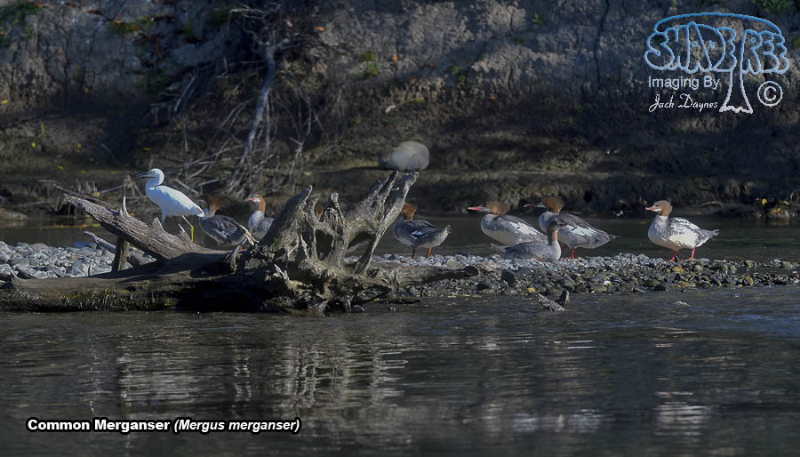 Common Merganser - Mergus merganser