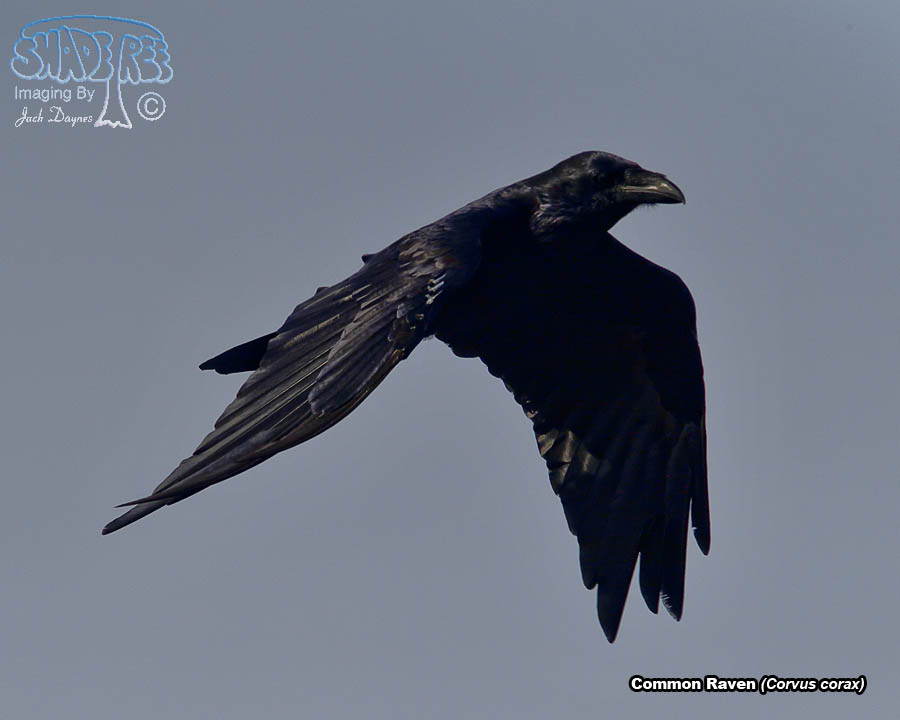 Common Raven - Corvus corax