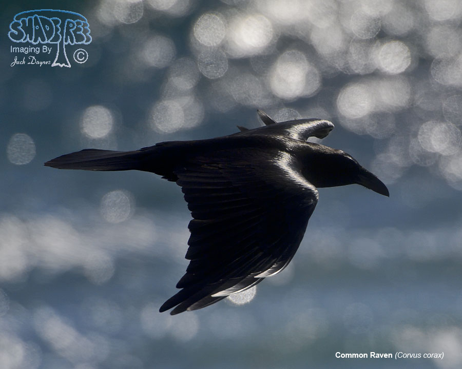 Common Raven - Corvus corax
