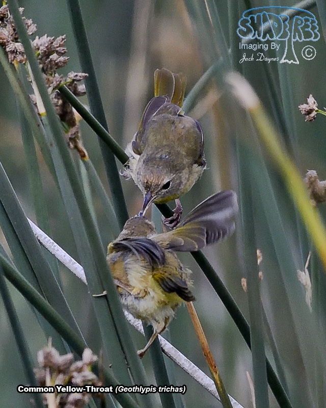 Common Yellowthroat - Geothlypis trichas