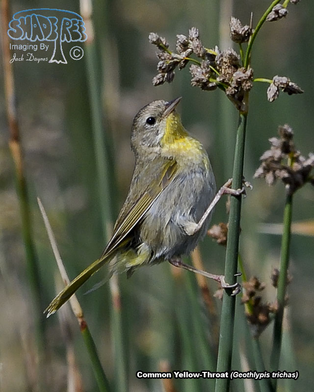 Common Yellowthroat - Geothlypis trichas