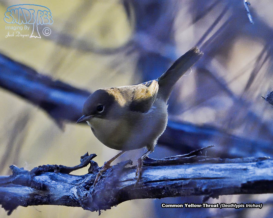 Common Yellow-Throat - Geothlypis trichas