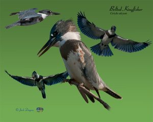 Bird Galleries and Much Needed Maintenance