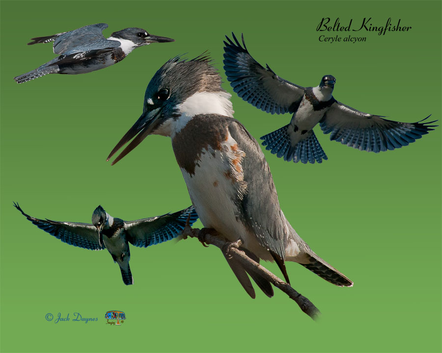 Belted Kingfisher - Ceryle alcyon