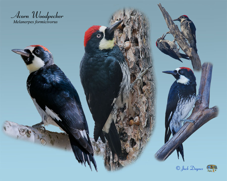 Acorn Woodpecker - Melanerpes formicivorus