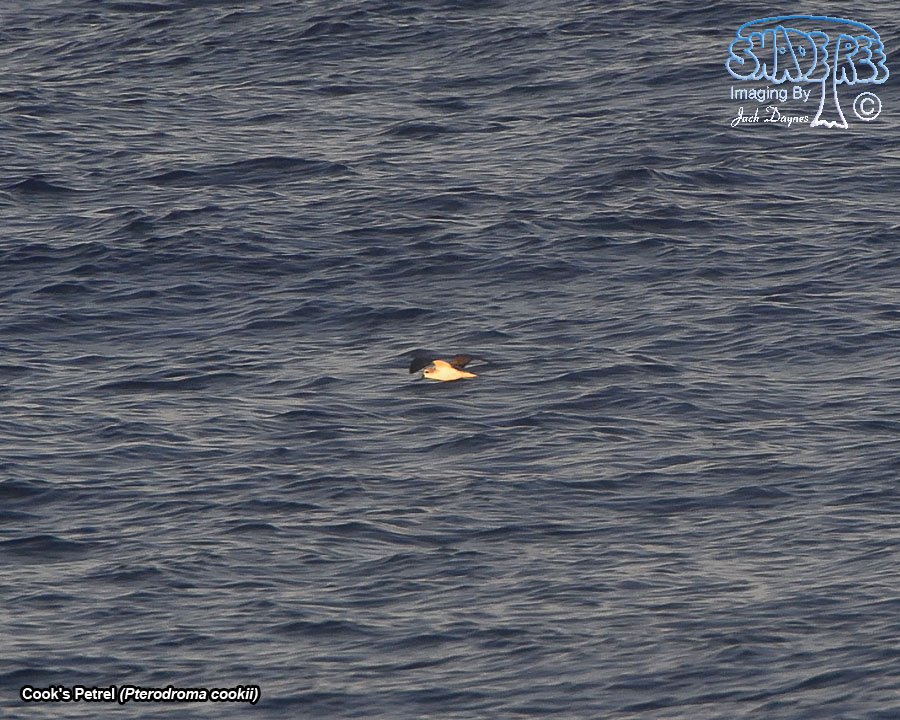 Cook's Petrel - Pterodroma cookii