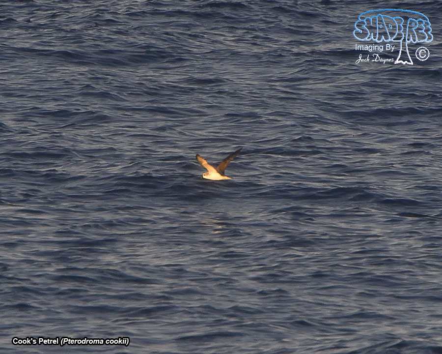 Cook's Petrel - Pterodroma cookii