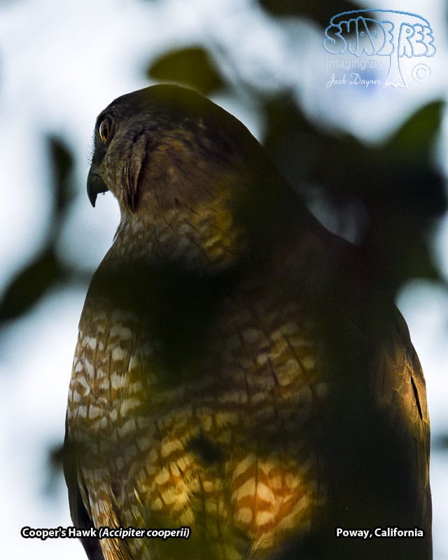 Cooper's Hawk - Accipiter cooperii