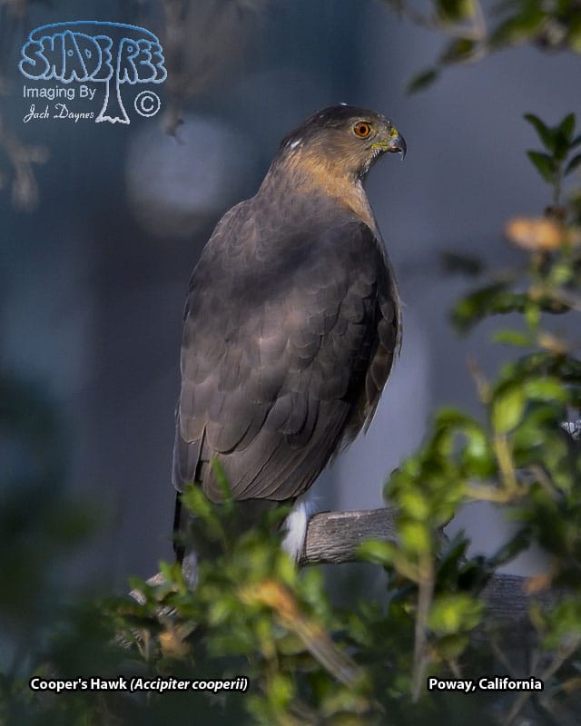 Cooper's Hawk - Accipiter cooperii
