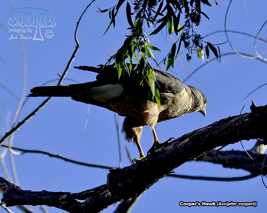 Cooper's Hawk - Accipiter cooperii