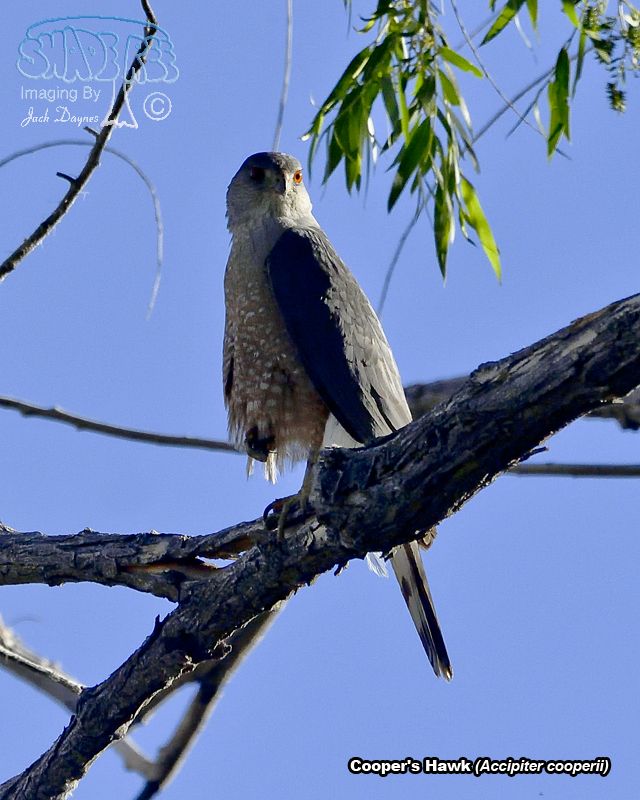 Cooper's Hawk - Accipiter cooperii