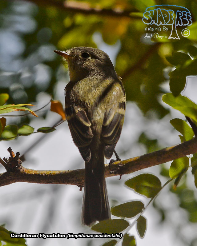 Cordilleran Flycatcher - Empidonax occidentalis