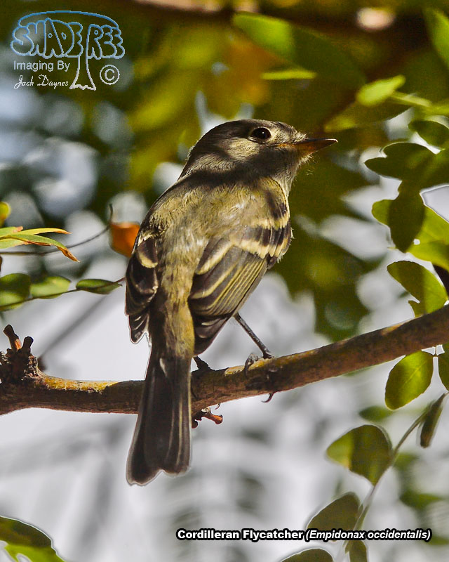 Cordilleran Flycatcher - Empidonax occidentalis