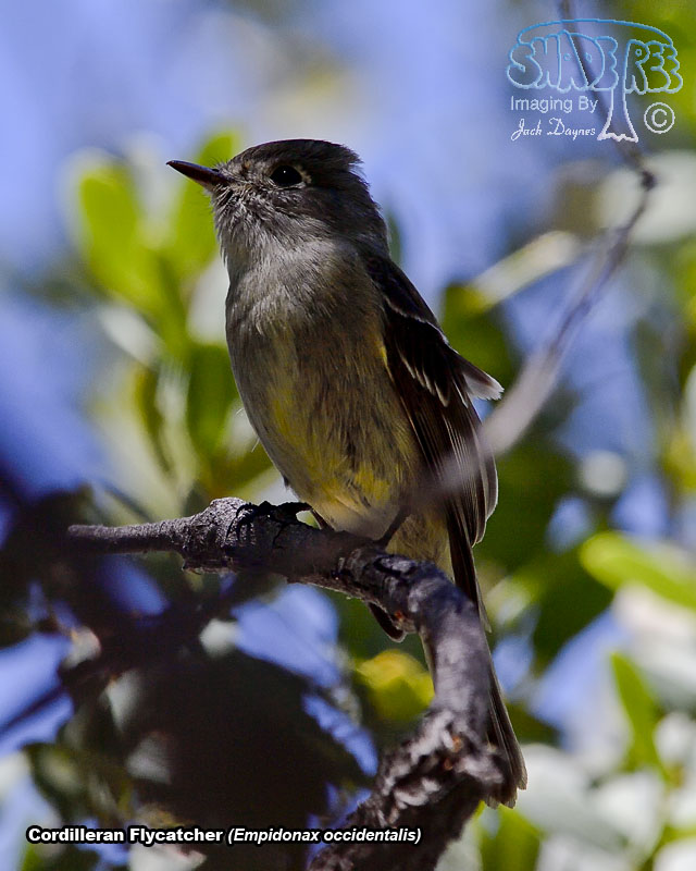 Cordilleran Flycatcher - Empidonax occidentalis