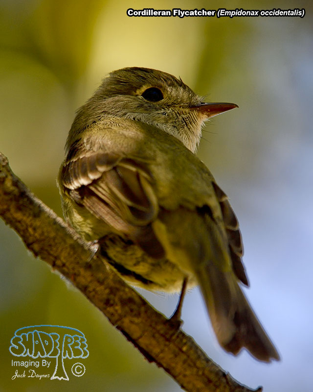 Cordilleran Flycatcher - Empidonax occidentalis