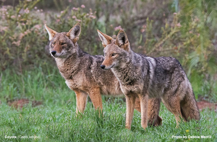 Coyote - Canis latrans