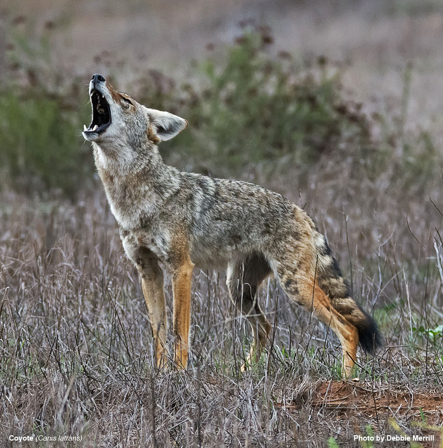 Coyote - Canis latrans