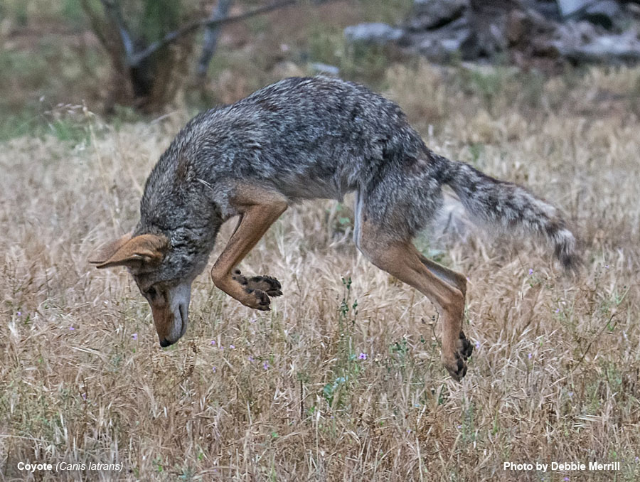 Coyote - Canis latrans