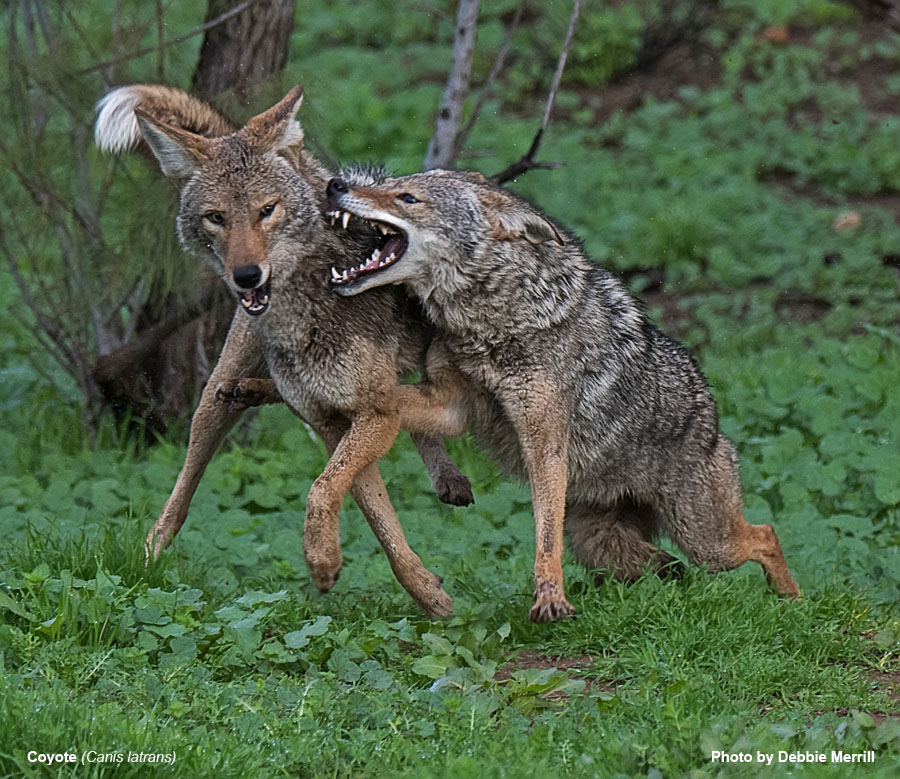 Coyote - Canis latrans