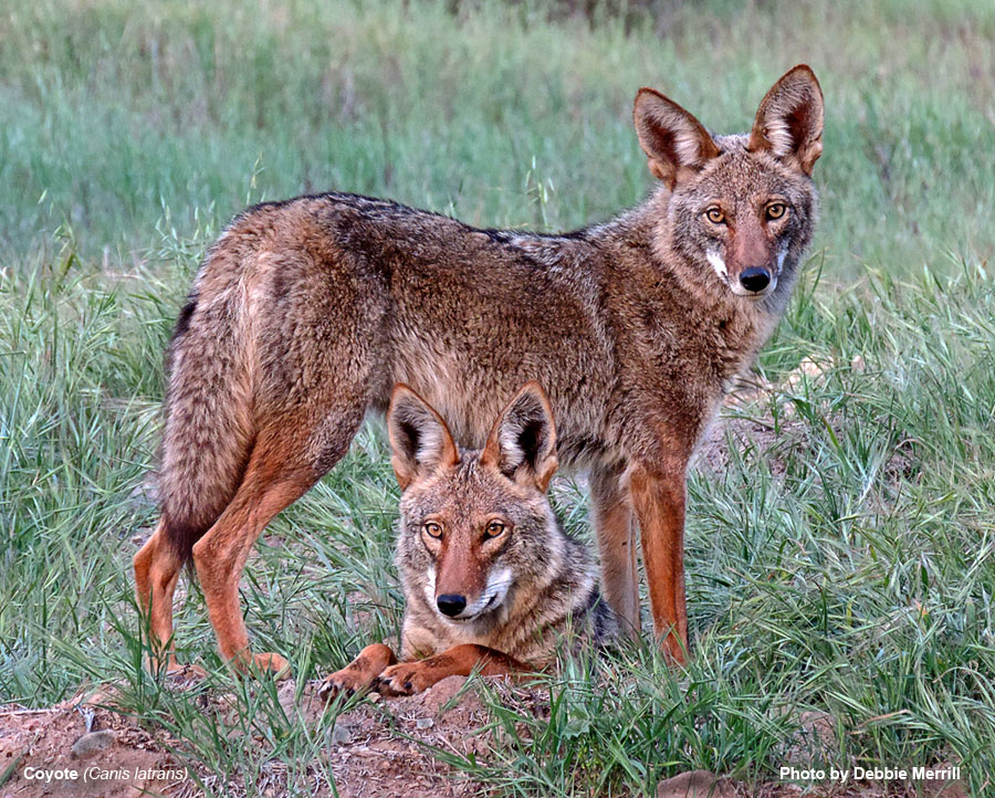 Coyote - Canis latrans