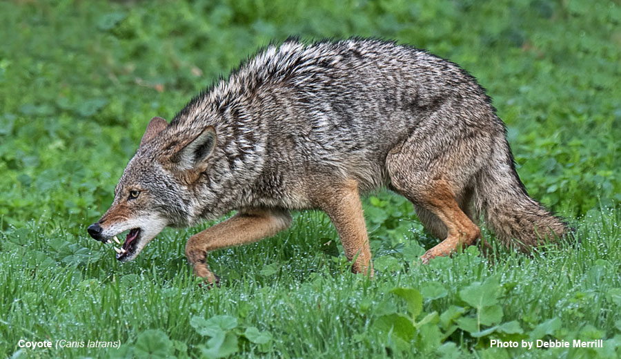 Coyote - Canis latrans