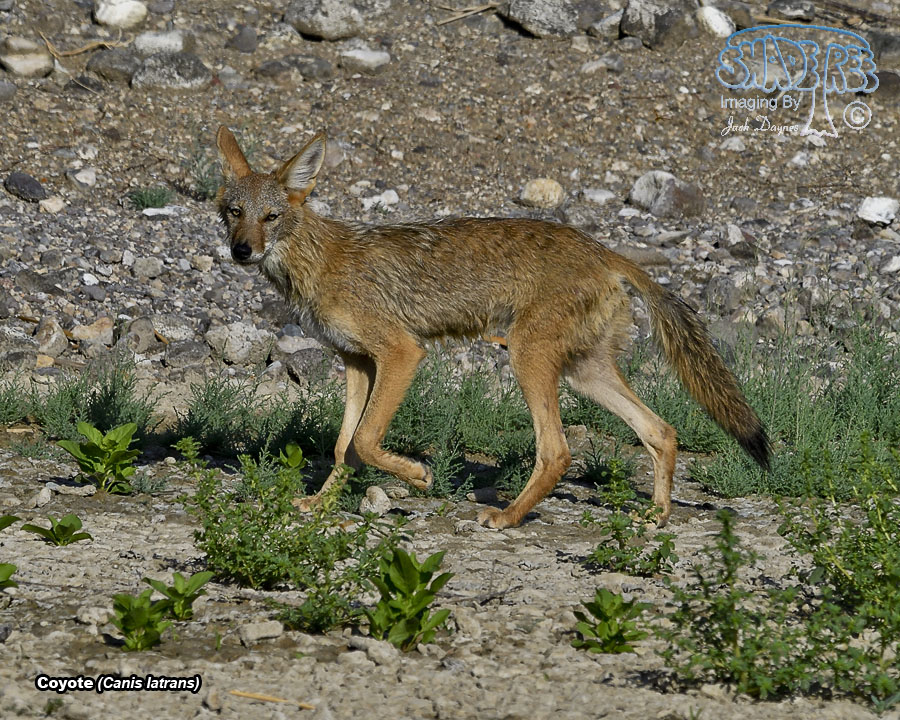 Coyote - Canis latrans
