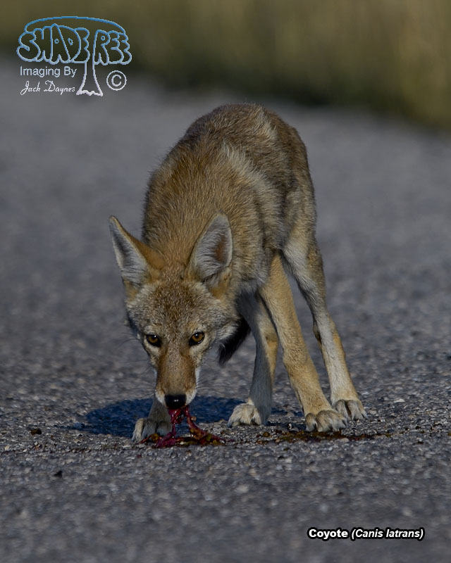 Coyote - Canis latrans