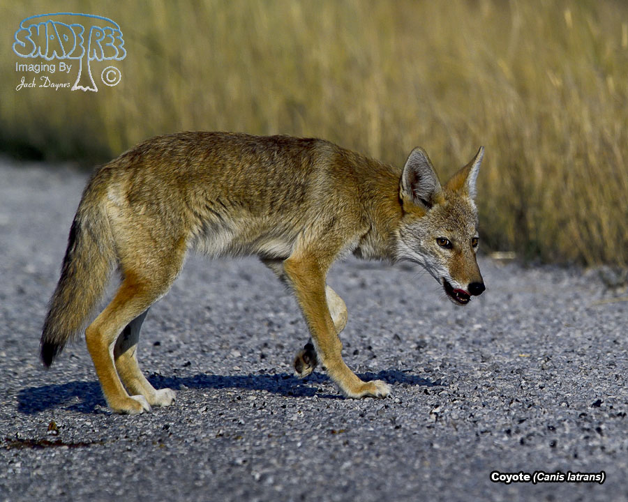 Coyote - Canis latrans