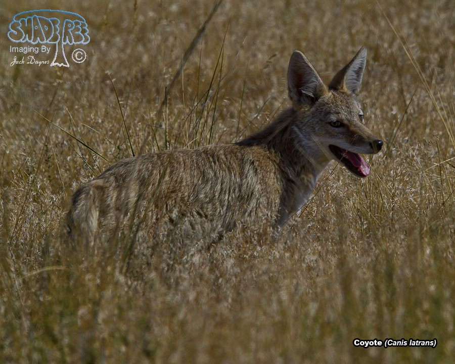 Coyote - Canis latrans