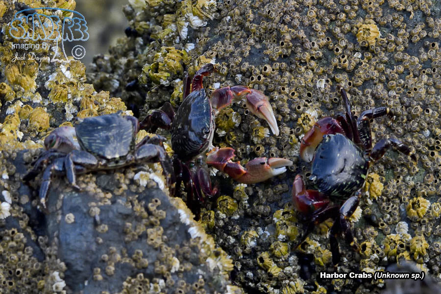 Crab - Unknown sp.