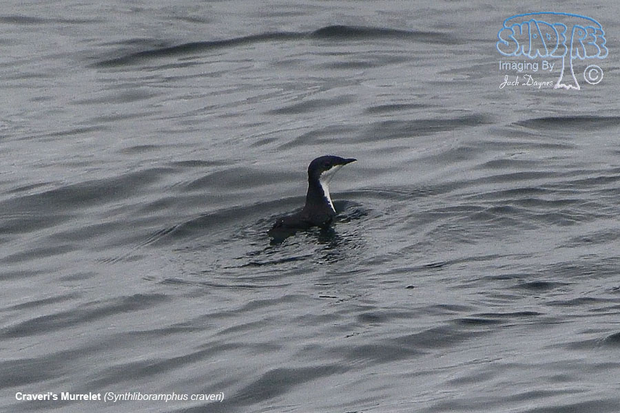 Craveri's Murrelet - Synthliboramphus craveri