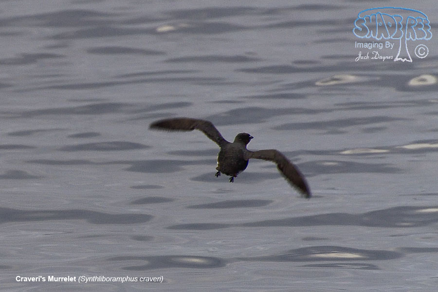 Craveri's Murrelet - Synthliboramphus craveri