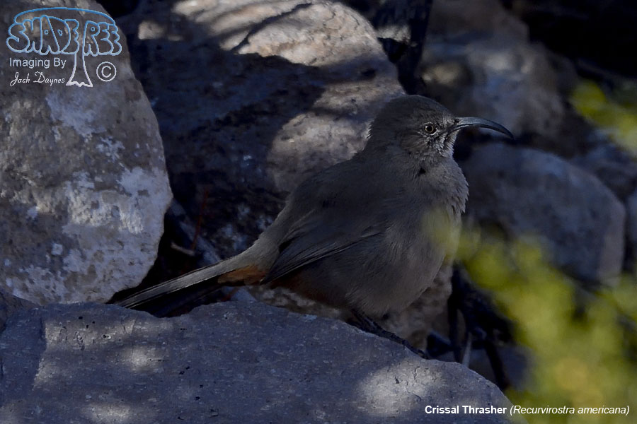 Crissal Thrasher - Toxostoma crissale
