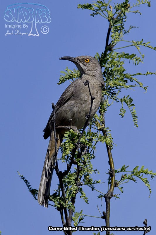 Curve-Billed Thrasher - Toxostoma curvirostre