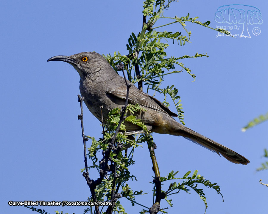 Curve-Billed Thrasher - Toxostoma curvirostre