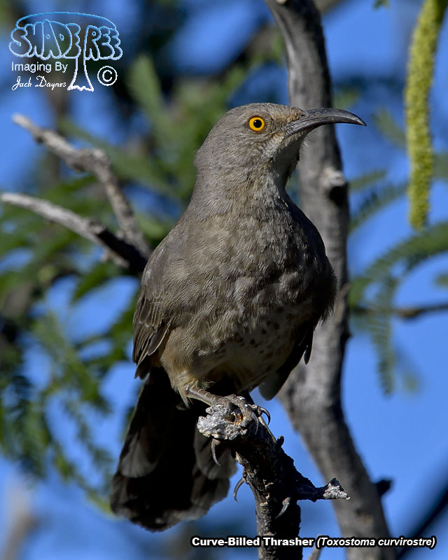 Curve-Billed Thrasher - Toxostoma curvirostre