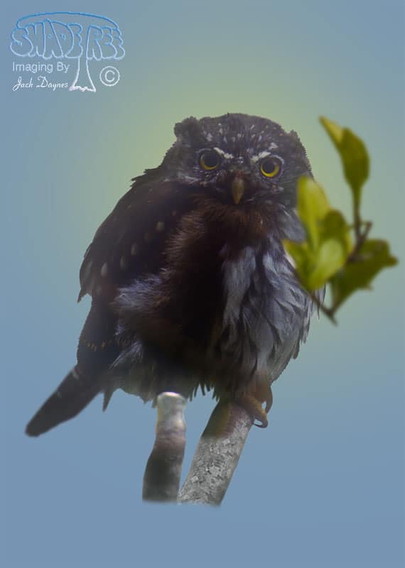 Northern Pygmy Owl - Glaucidium gnoma