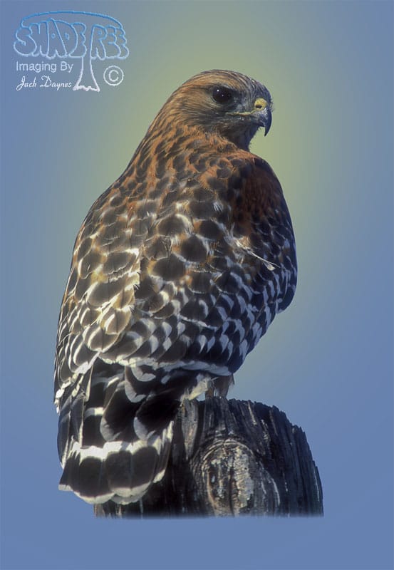 Red-shouldered Hawk - Buteo Lineatus