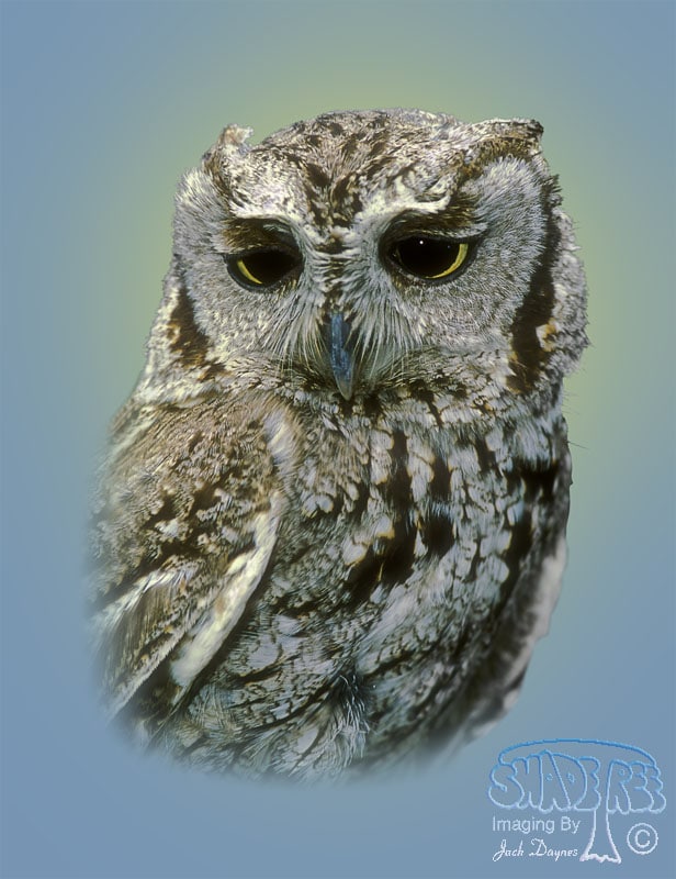 Western Screech-Owl - Megascops kennicottii
