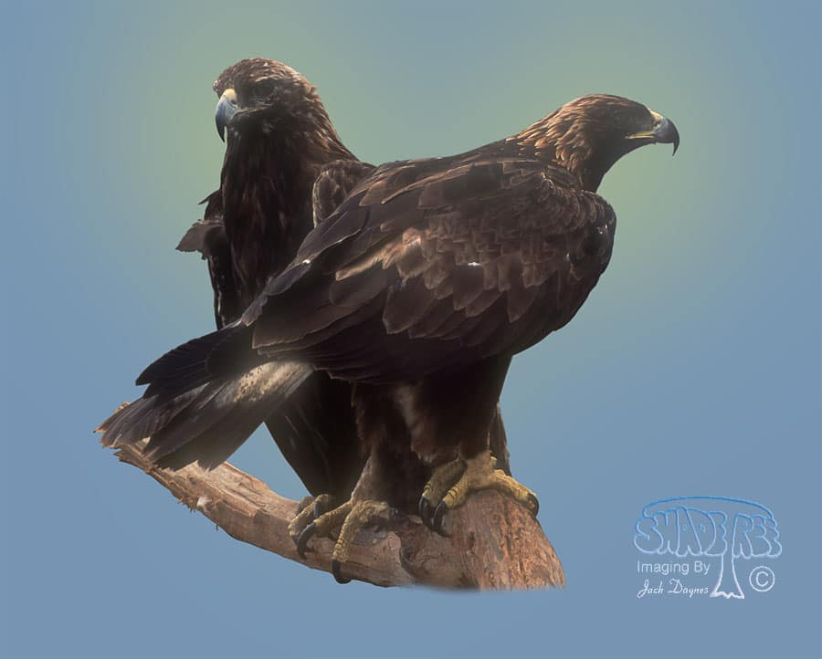 Golden Eagle - Aquila chrysaetos