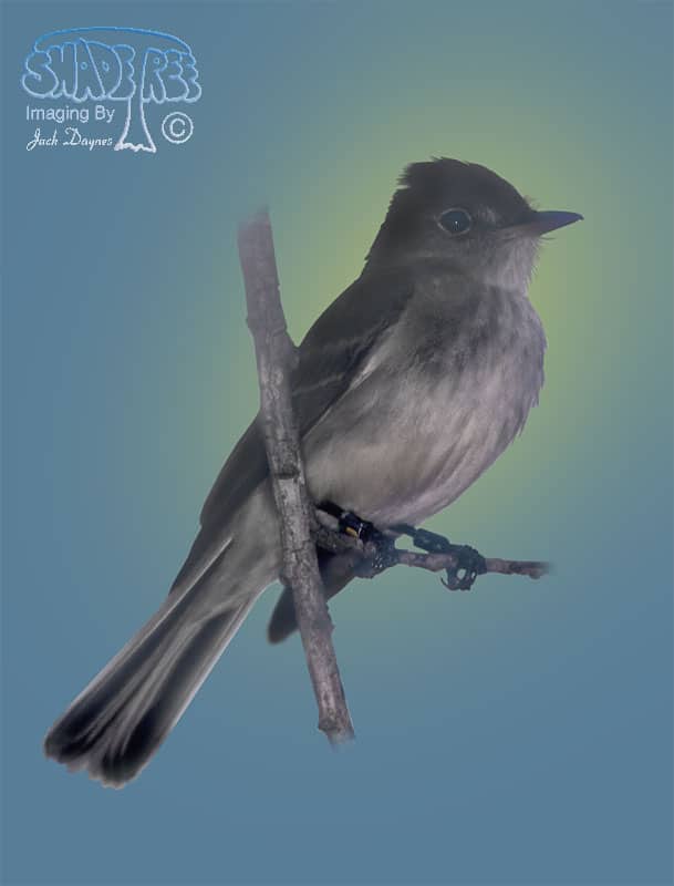 Willow Flycatcher - Empidonax traillii