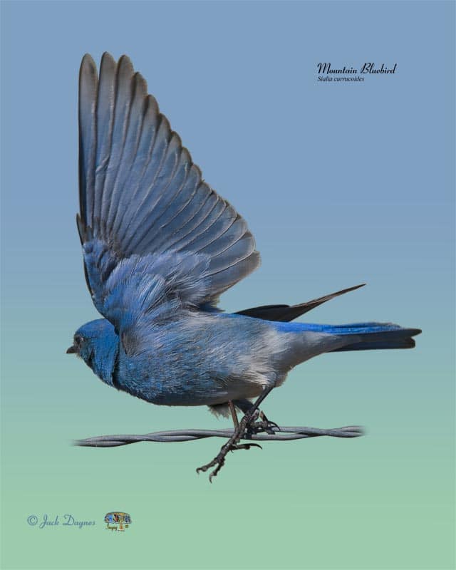 Mountain Bluebird - Sialia currucoides