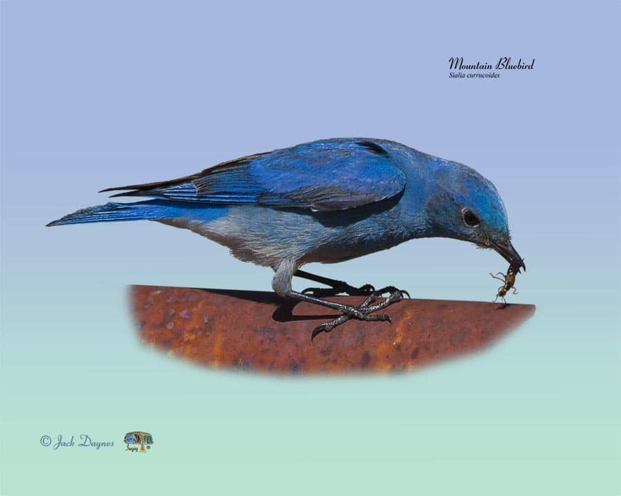 Mountain Bluebird - Sialia currucoides