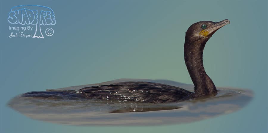 Neotropic Cormorant - Phalacrocorax brasilianus