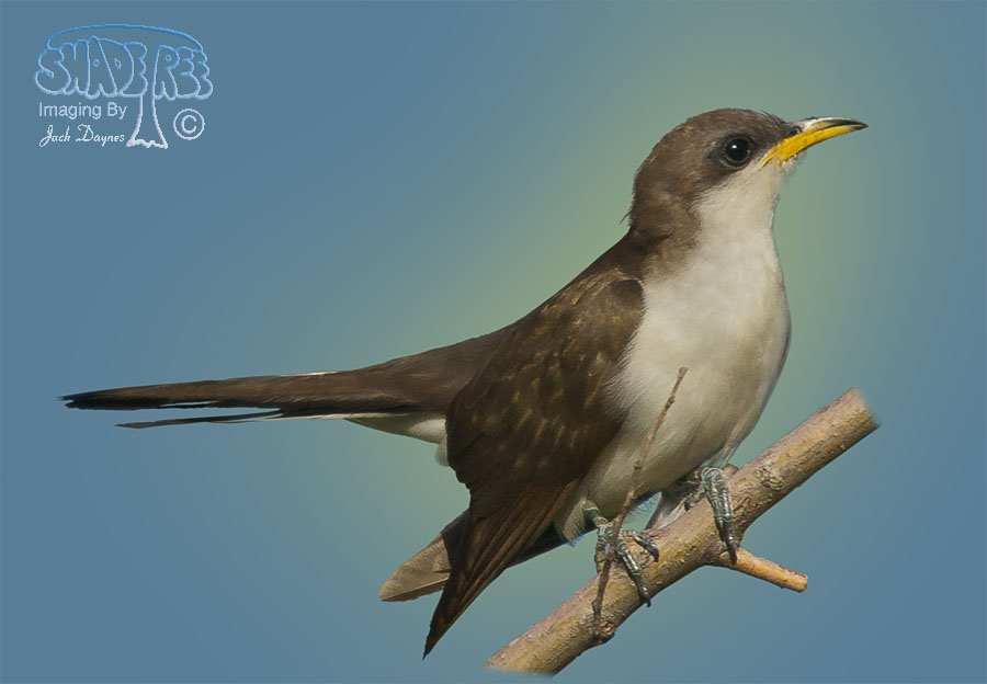 Yellow-Billed Cuckoo - Coccyzus americanus