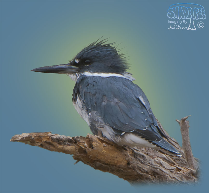 Belted Kingfisher - Ceryle alcyon