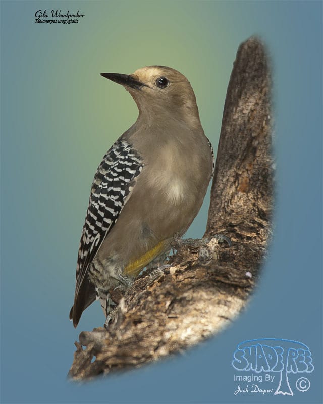 Gila Woodpecker - Melanerpes uropygialis