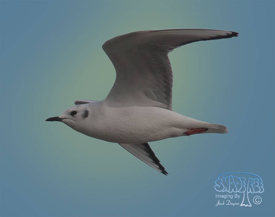 Bonaparte's Gull - Chroicocephalus philadelphia