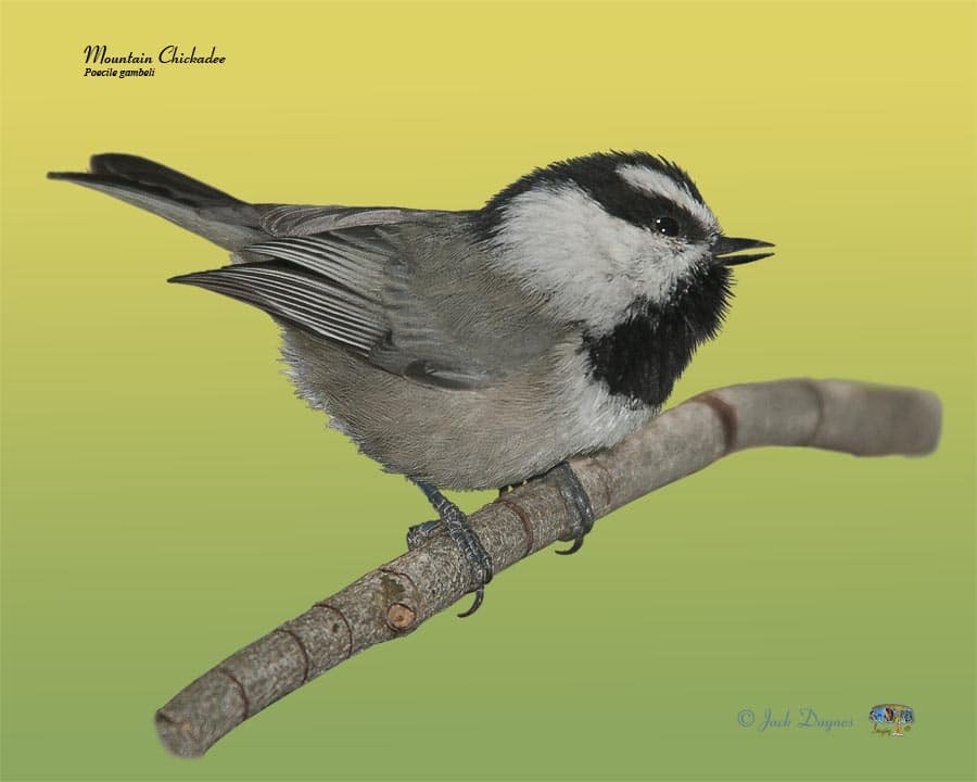 Mountain Chickadee - Poecile gambeli