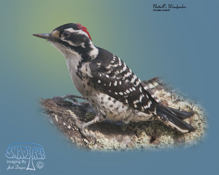 Nuttall's Woodpecker - Picoides nuttallii